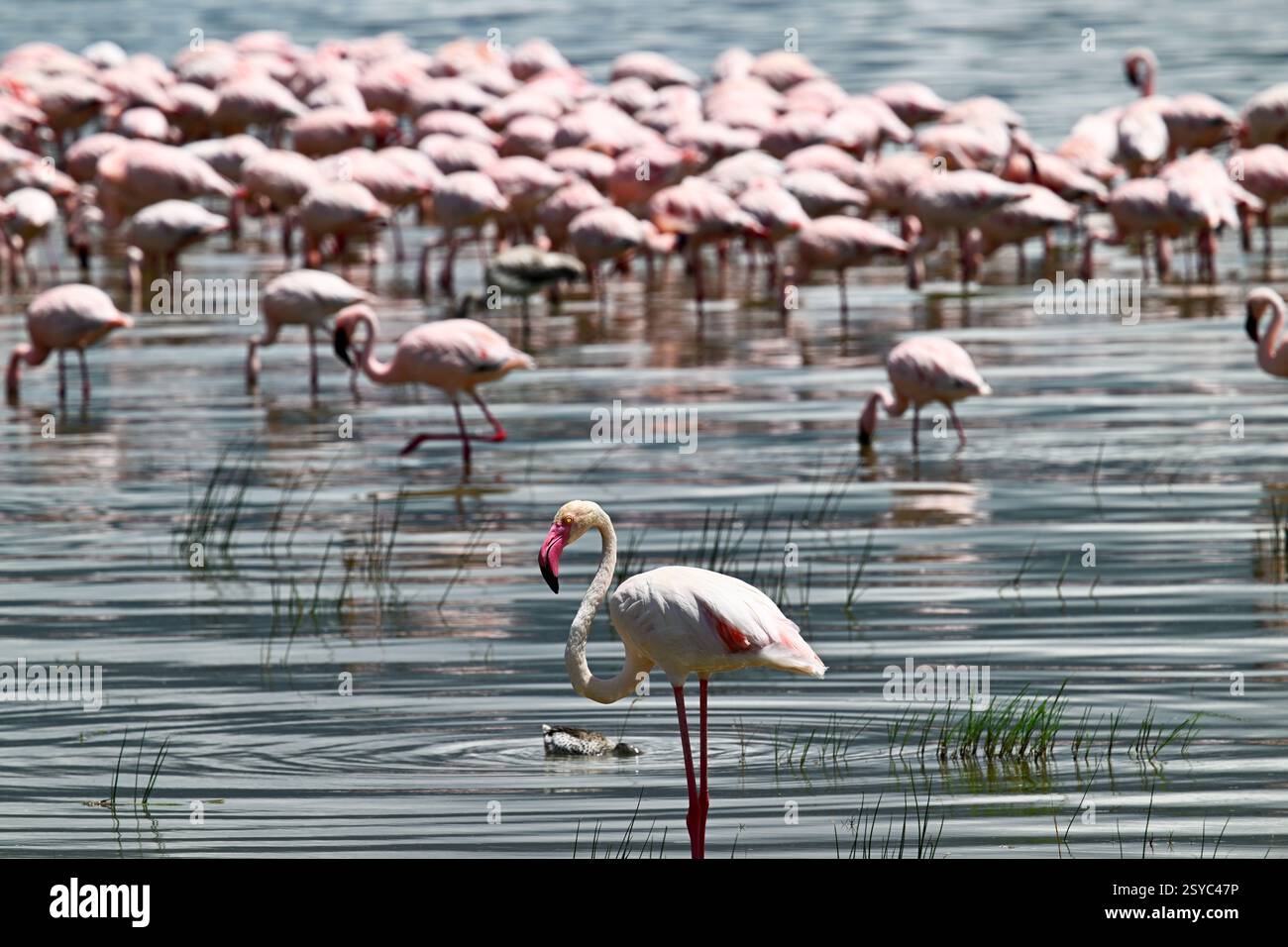 Gruppo di fenicotteri in acqua, Ngorongoro Conservation area Foto Stock