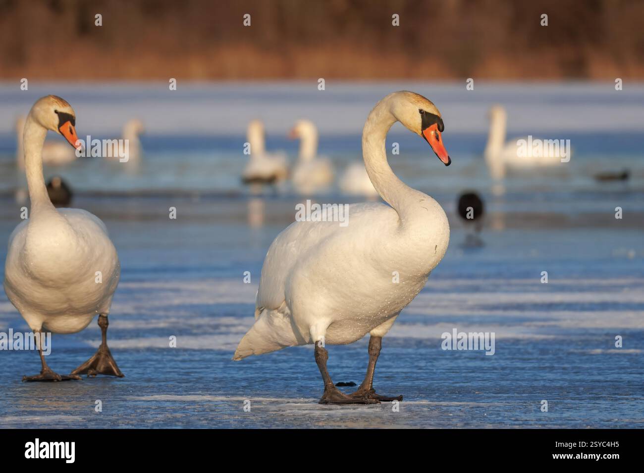 i cigni muti vanno sul lago ghiacciato Foto Stock