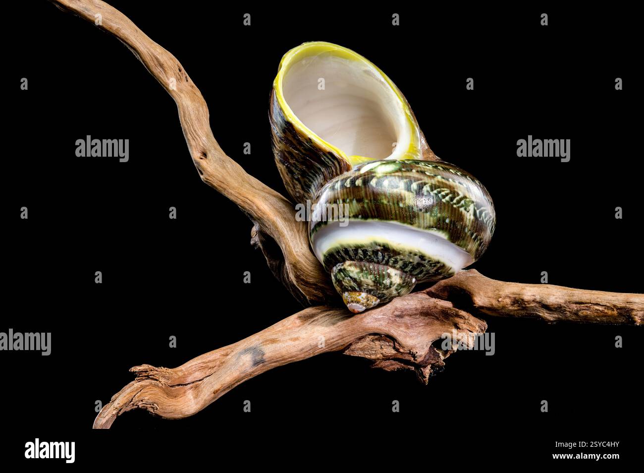 Turbo Shell Green Jade Banded su sfondo nero Foto Stock