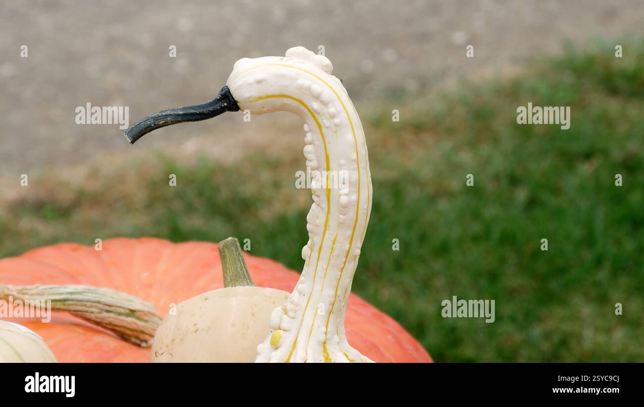Disposizione creativa di gourds che assomigliano agli animali in un ambiente autunnale all'aperto Foto Stock