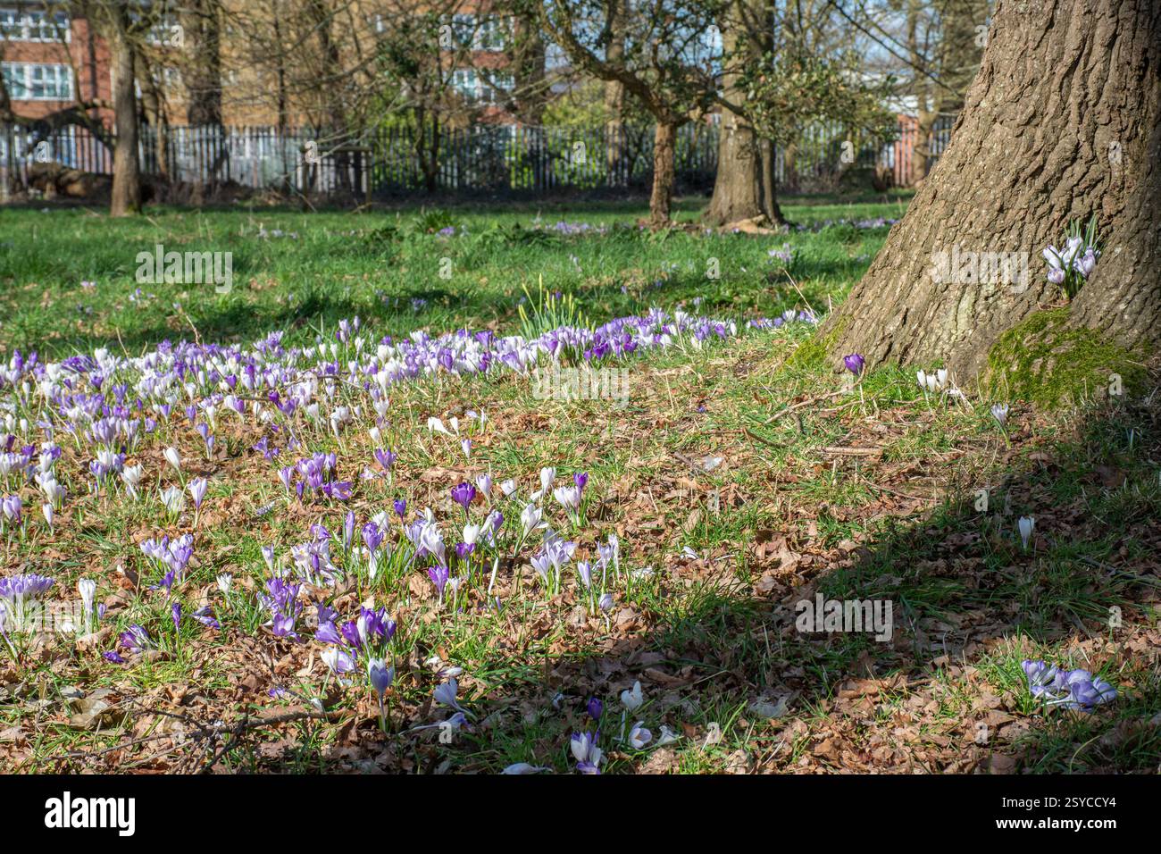 Croci che fioriscono nel mese di febbraio al Broadwater Park di Farncombe vicino a Godalming, Surrey, Inghilterra, Regno Unito Foto Stock
