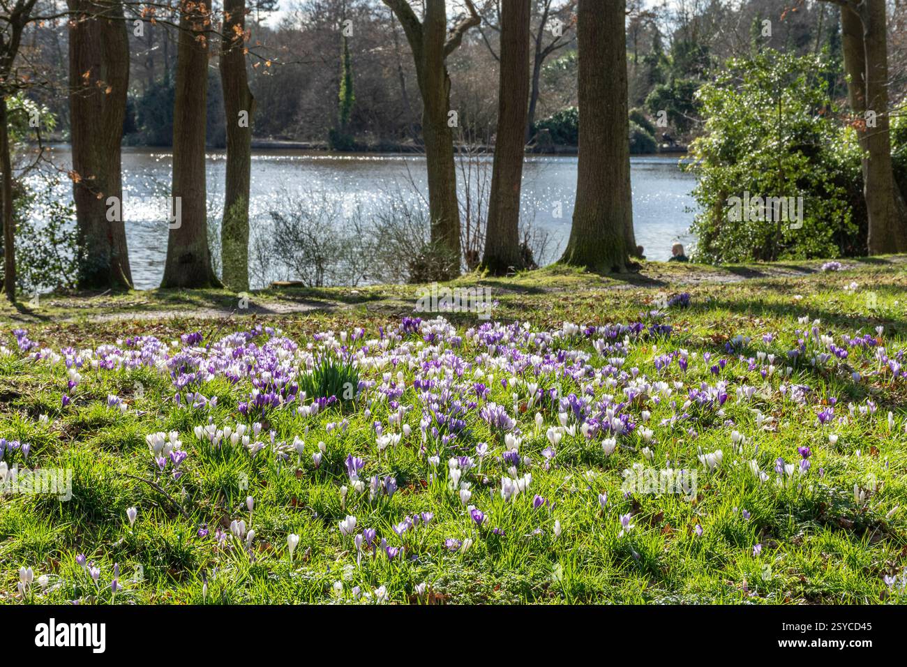 Croci che fioriscono durante il mese di febbraio accanto al lago nel Broadwater Park, Farncombe vicino a Godalming, Surrey, Inghilterra, Regno Unito Foto Stock