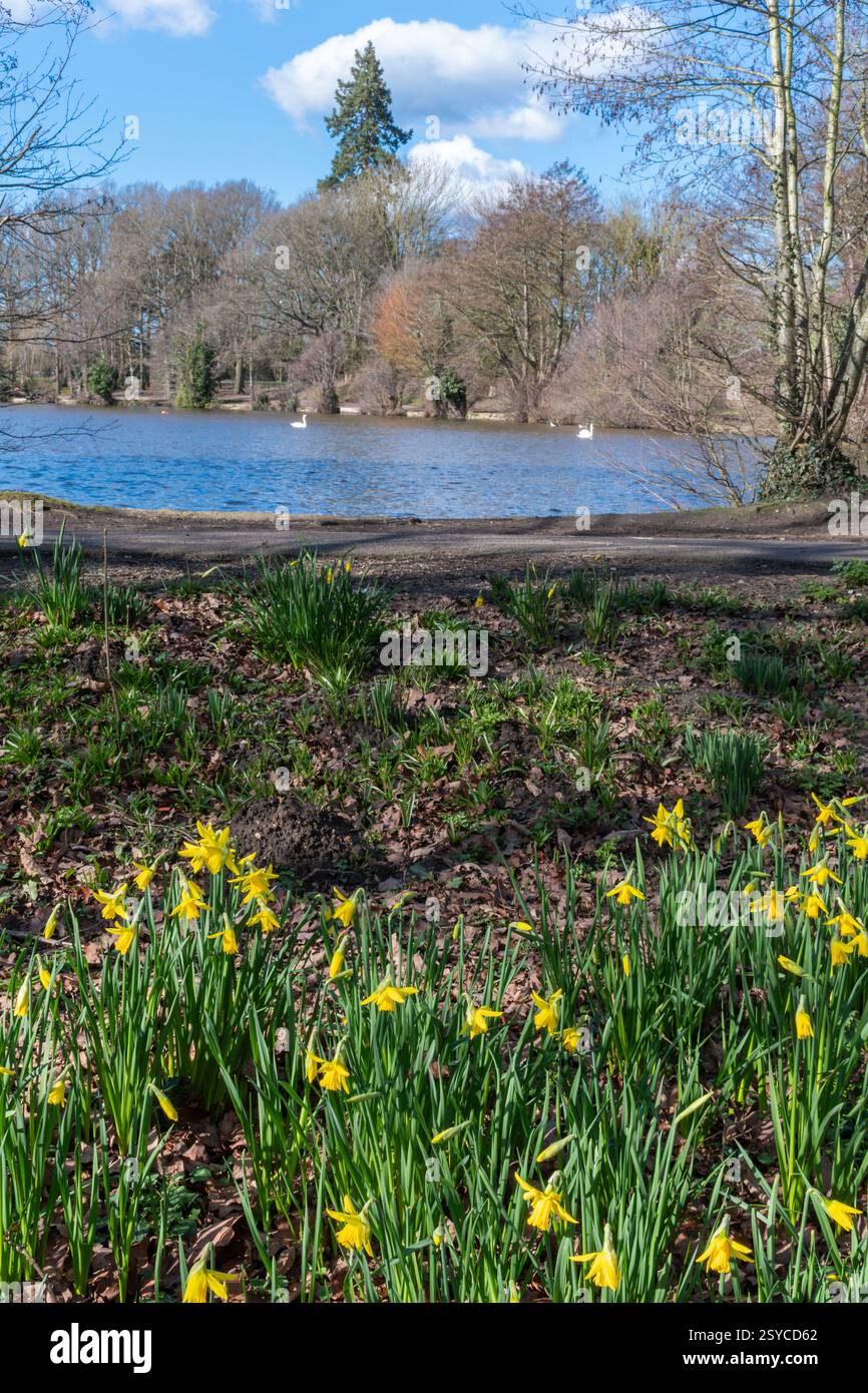 Narcisi che fioriscono accanto al lago a Broadwater Park, Farncombe vicino a Godalming, Surrey, Inghilterra, Regno Unito, verso la fine di febbraio Foto Stock