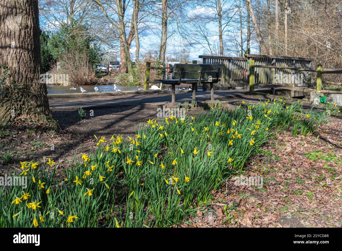 Narcisi che fioriscono accanto al lago a Broadwater Park, Farncombe vicino a Godalming, Surrey, Inghilterra, Regno Unito, verso la fine di febbraio Foto Stock