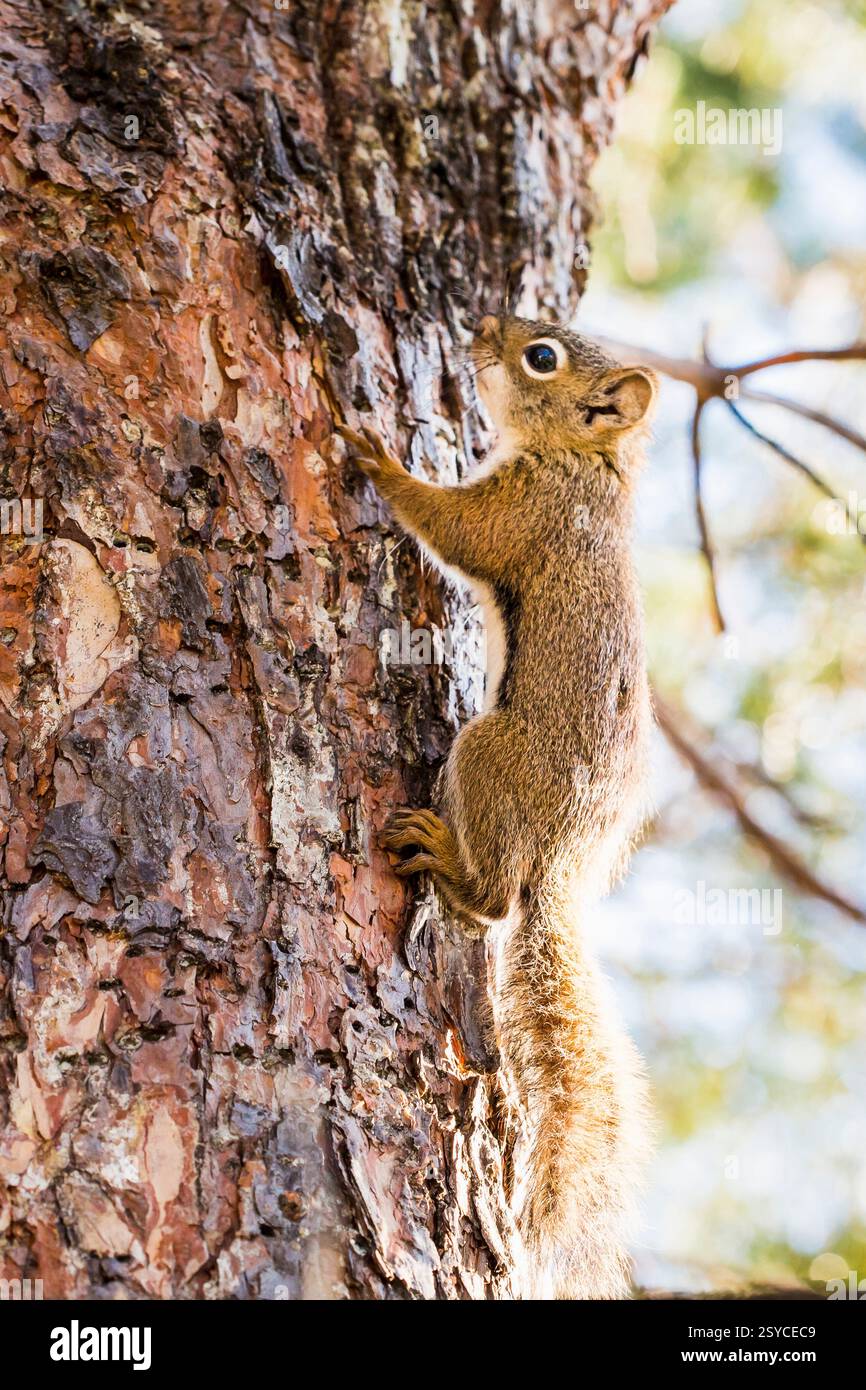 Lo scoiattolo sta salendo su un albero. L'albero è coperto di corteccia. Lo scoiattolo è marrone e ha un naso nero Foto Stock
