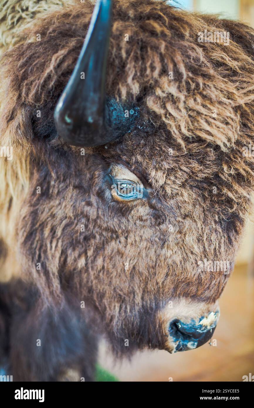 Bufalo con un corno nero sulla testa. L'avvisatore acustico è rivolto verso sinistra. Il bufalo ha una faccia marrone e nera Foto Stock Bufalo con un corno nero sulla testa. L'avvisatore acustico è rivolto verso sinistra. Il bufalo ha una faccia marrone e nera Foto Stock