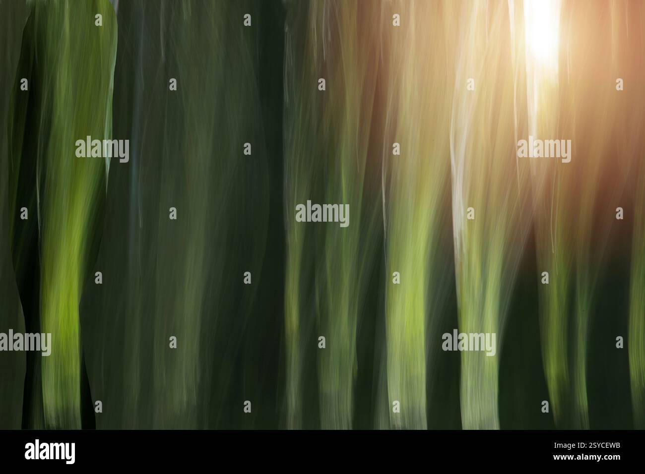 ARTE FOTOGRAFICA CONTEMPORANEA: La mattina presto nella foresta (ICM-Fotografia di Edmund Nagele FRPS) Foto Stock