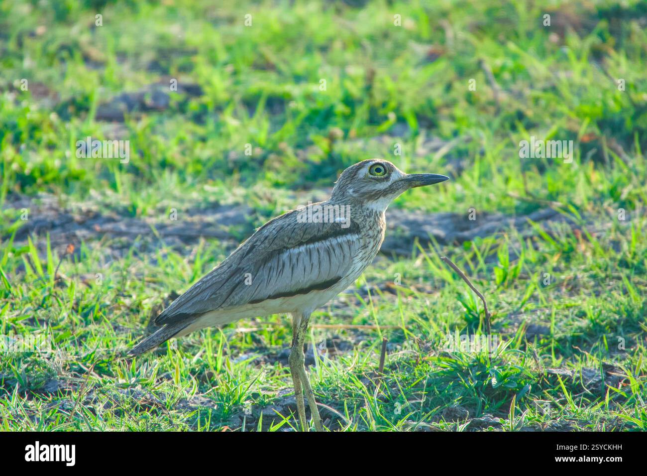 Un primo piano di un ginocchio denso d'acqua (Burhinus vermiculatus) in piedi nell'erba del Botswana, guardando con attenzione verso l'alto. Il piumaggio criptico dell’uccello si fonde Foto Stock