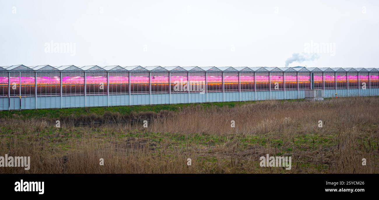 Le serre riscaldate sono illuminate da luci a LED da rosa a urple per la crescita delle colture nell'area della serra di Westland nei Paesi Bassi. Foto Stock