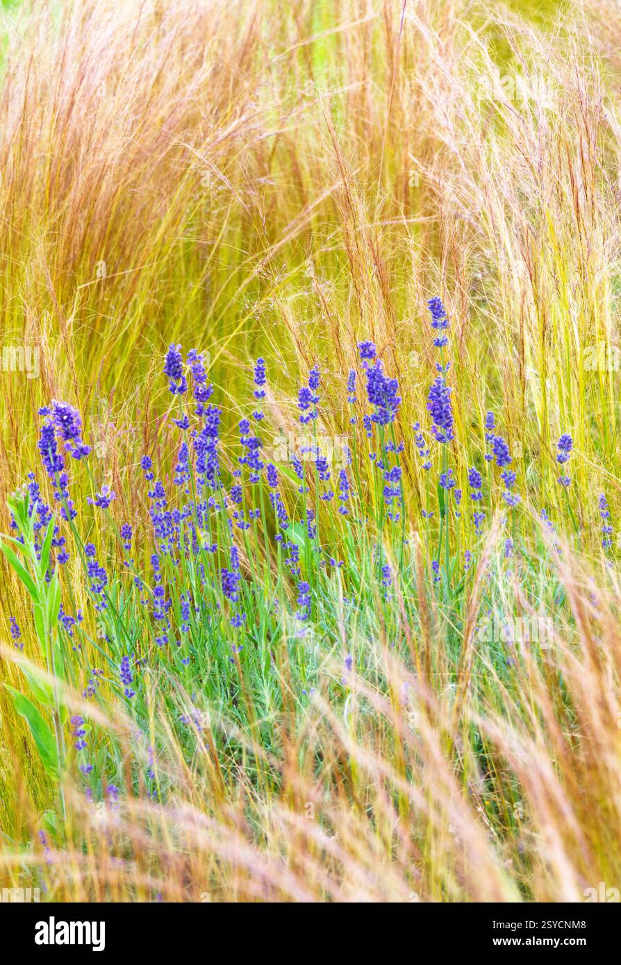 Lavanda e erbe ornamentali, North Yorkshire, Inghilterra Foto Stock