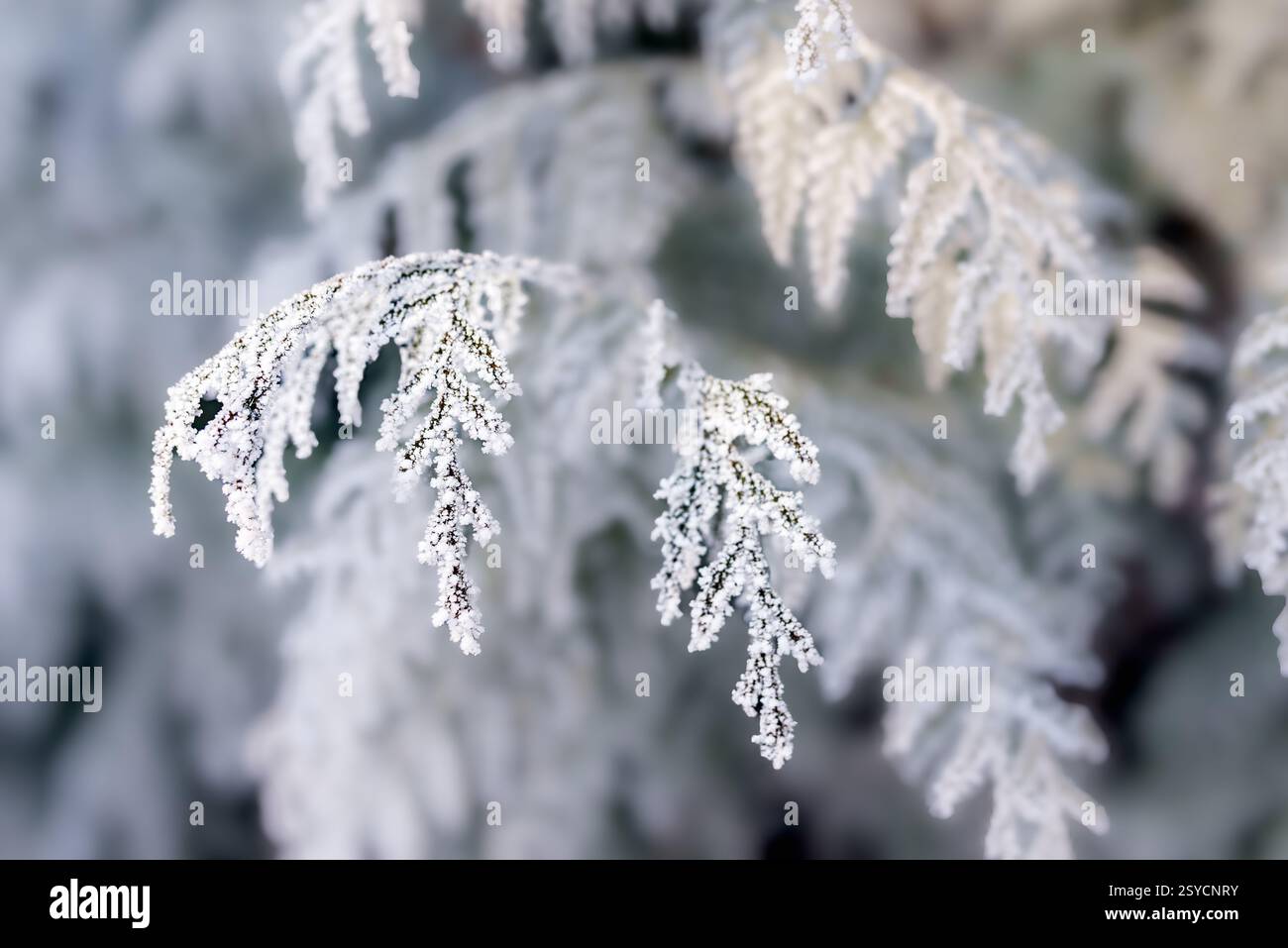 Rami Evergreen ricoperti di ghiaccio in primo piano nel Winter Wonderland Foto Stock