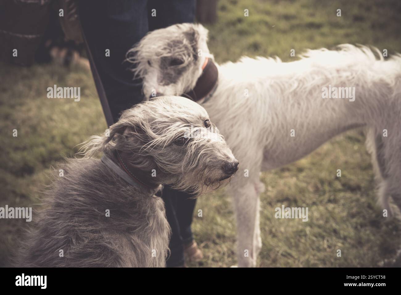 Un paio di cani tagliati nei giochi delle Highland di Luss Foto Stock