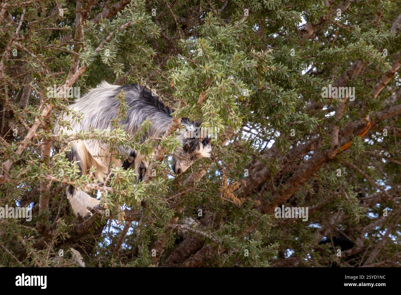 Le capre in Marocco si trovano arrampicandosi sugli alberi di Argan per raggiungere il frutto, specialmente quando il cibo è scarso. Foto Stock