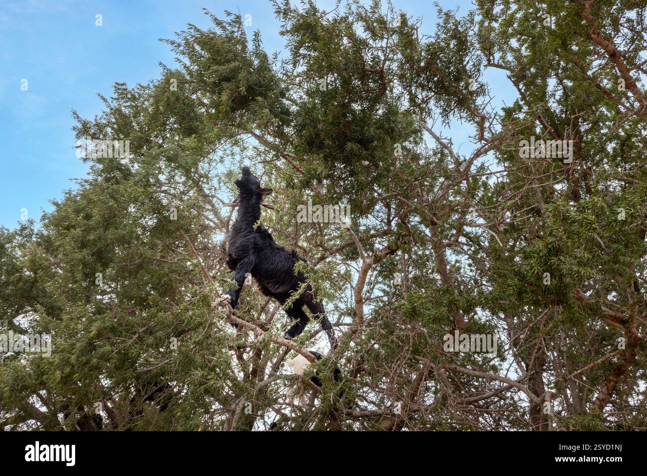 Le capre in Marocco si trovano arrampicandosi sugli alberi di Argan per raggiungere il frutto, specialmente quando il cibo è scarso. Foto Stock