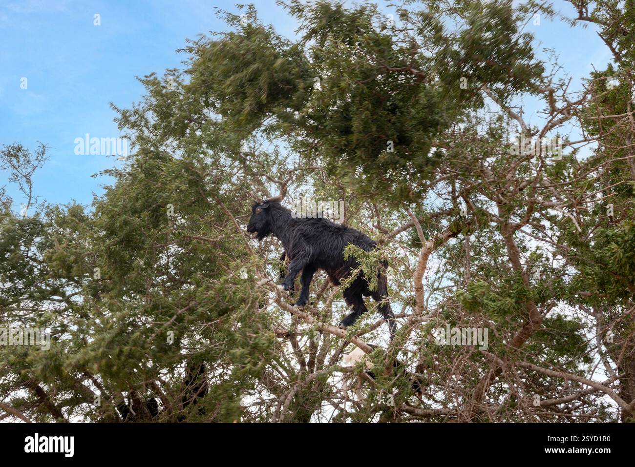 Le capre in Marocco si trovano arrampicandosi sugli alberi di Argan per raggiungere il frutto, specialmente quando il cibo è scarso. Foto Stock