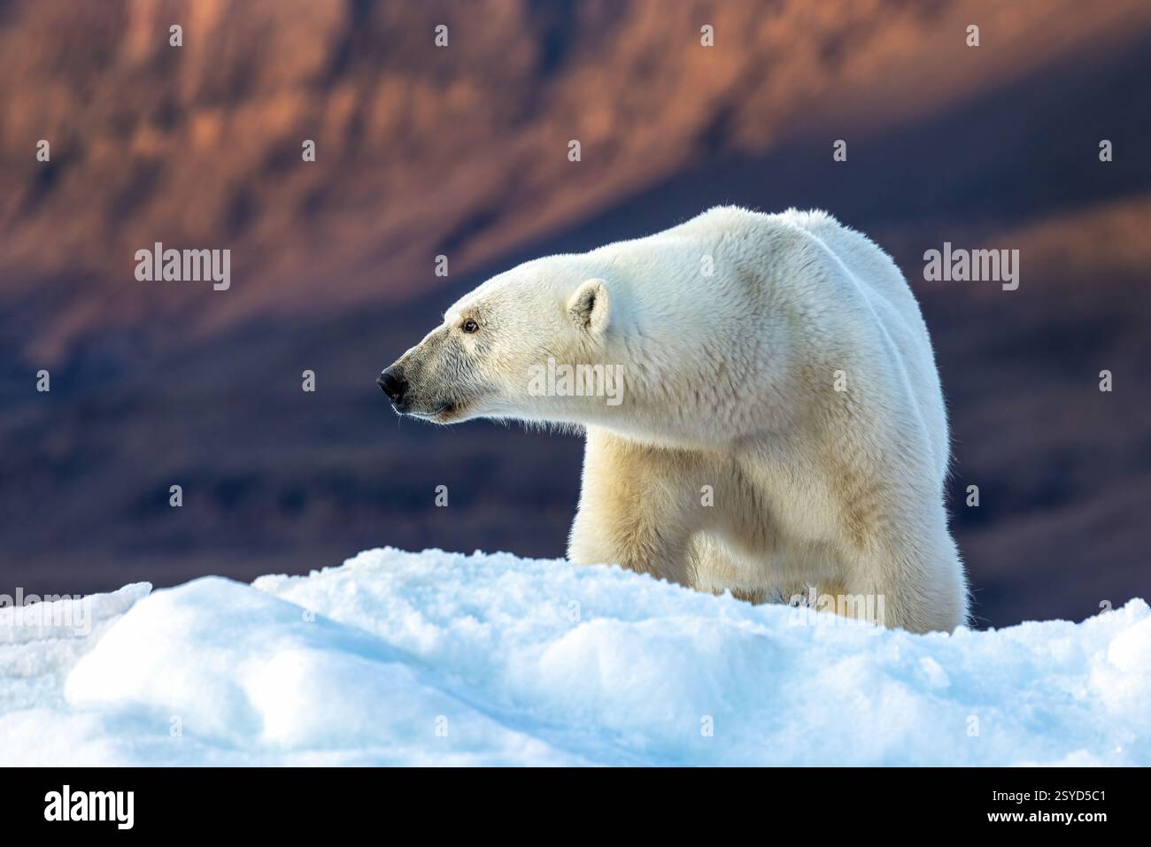 Orso polare, ursus maritimus e le montagne di roccia rossa di Vikinge Bay, Scoresby Sund, Groenlandia. Vista laterale di una donna adulta seduta su un ghiaia blu Foto Stock