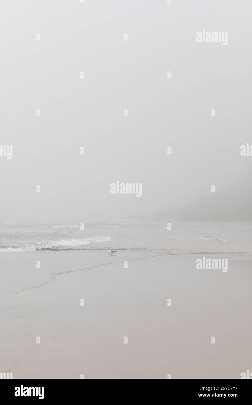 Gabbiano in una giornata nebbiosa a Lofoten Foto Stock