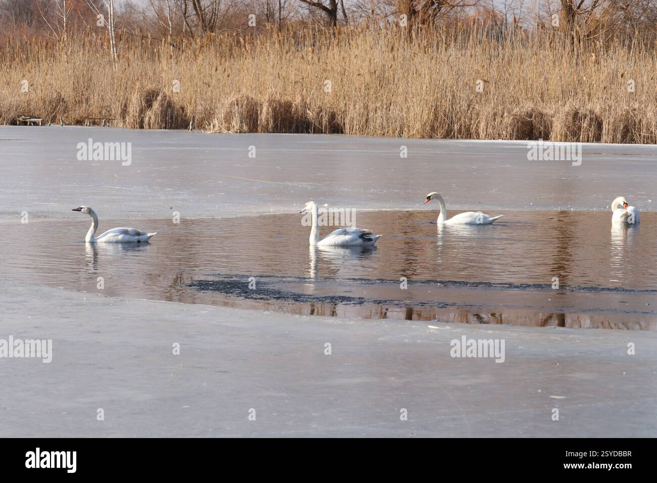 I cigni nuotano nel poligono. Lago ghiacciato nel villaggio. Foto Stock