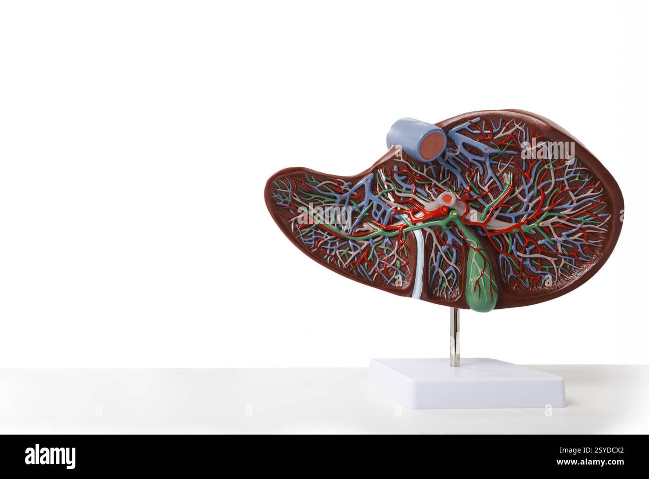 Modello anatomico medico di fegato con cistifellea su tavolo da ufficio medico, isolato su sfondo bianco con spazio vuoto per il testo. Salute del fegato umano Foto Stock