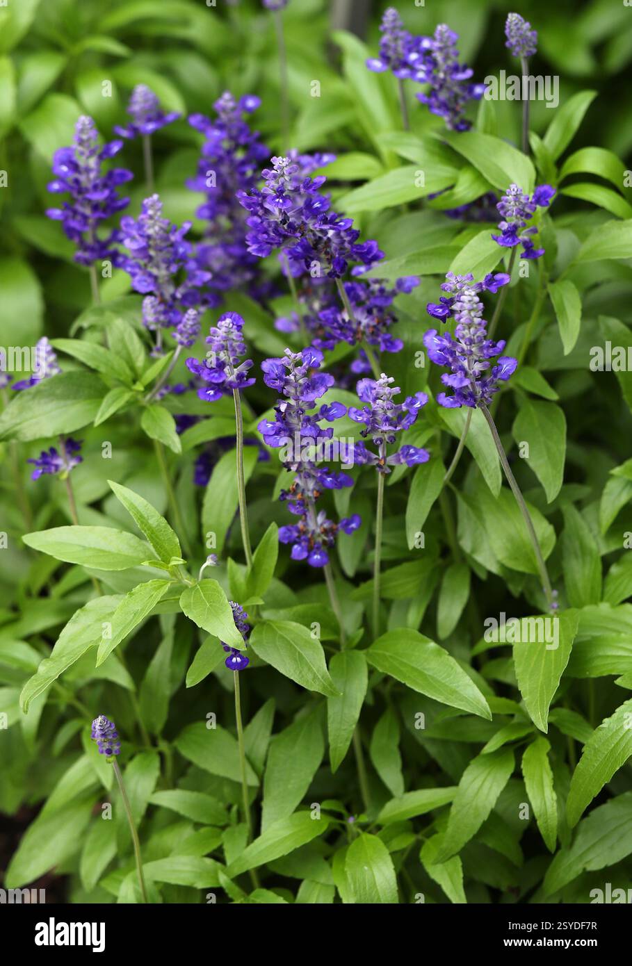 Mealycup Sage, o Mealy Sage, Salvia farinacea, Lamiaceae. Messico e Stati Uniti meridionali. Foto Stock