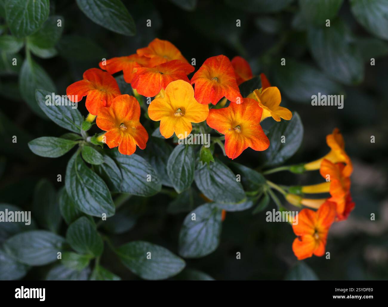 Marmalade Bush o Fire Bush, Streptosolen jamesonii, Solanaceae. Colombia, Venezuela, Ecuador e Perù, Sud America. Streptosolen è un ge monotipico Foto Stock