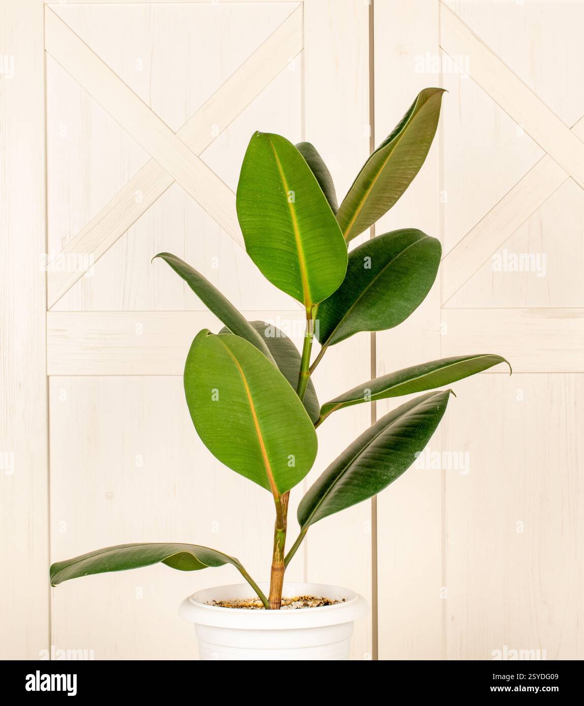 Gomma Ficus (elastica) in una pentola di argilla, isolata su uno sfondo di superficie in legno. Foto Stock