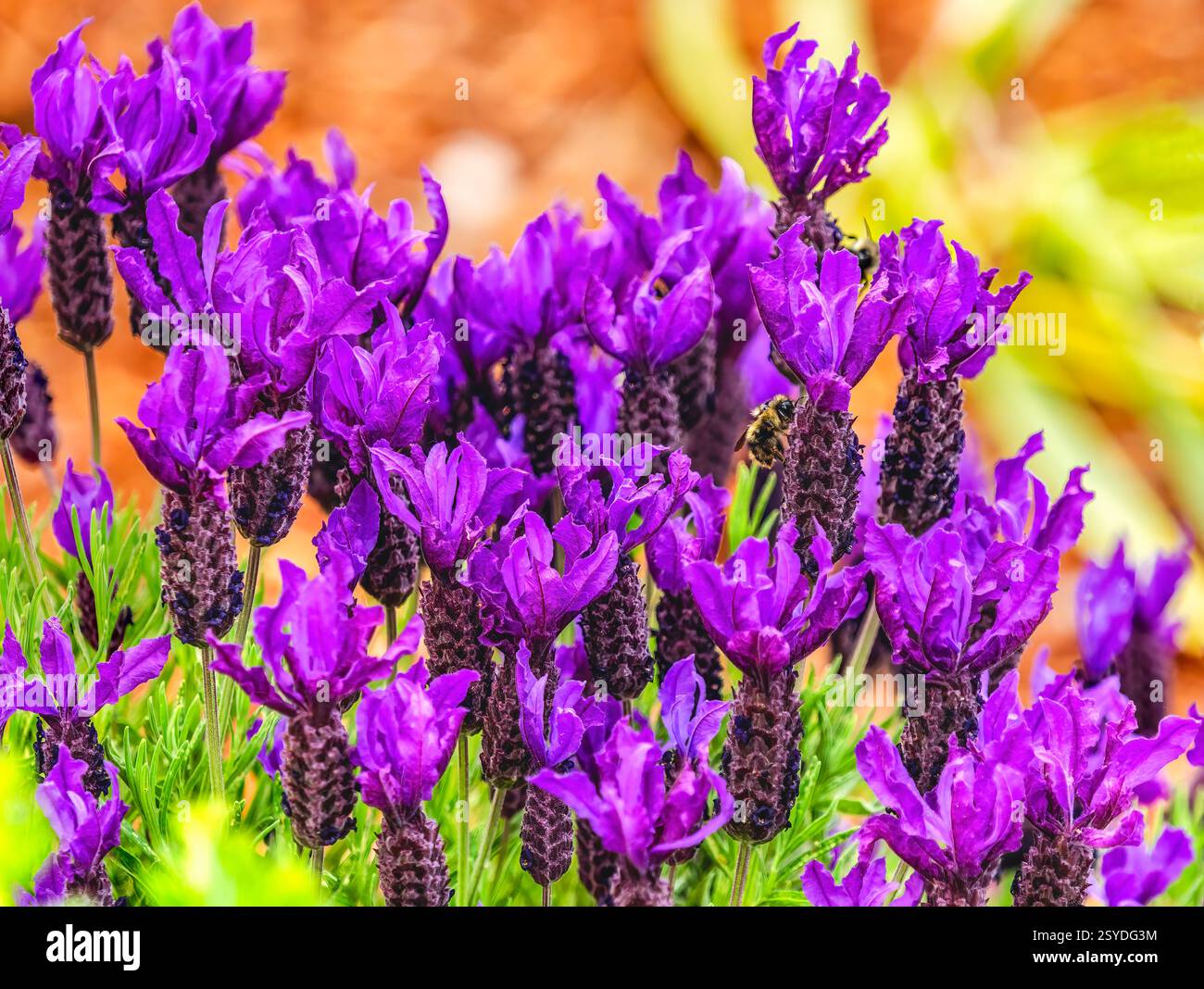 Stoechas Lavandula di lavanda francese spagnola con top viola Fiori Fiori Fiori Fiori Fiori Fiori Fiori Bellevue Washington. Originaria del Mediterraneo. Foto Stock
