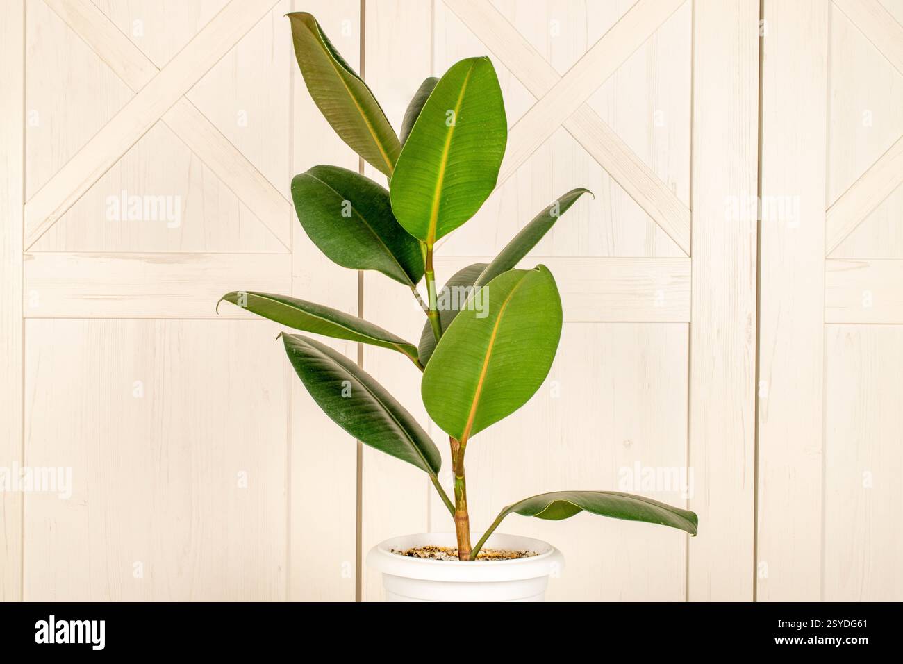 Gomma Ficus (elastica) in una pentola di argilla, isolata su uno sfondo di superficie in legno. Foto Stock