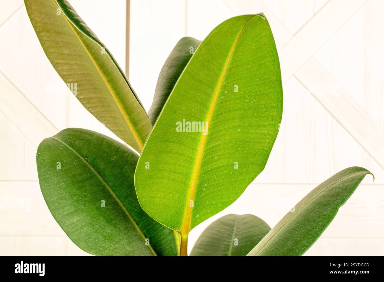 Gomma Ficus (elastica) in una pentola di argilla, isolata su uno sfondo di superficie in legno. Foto Stock
