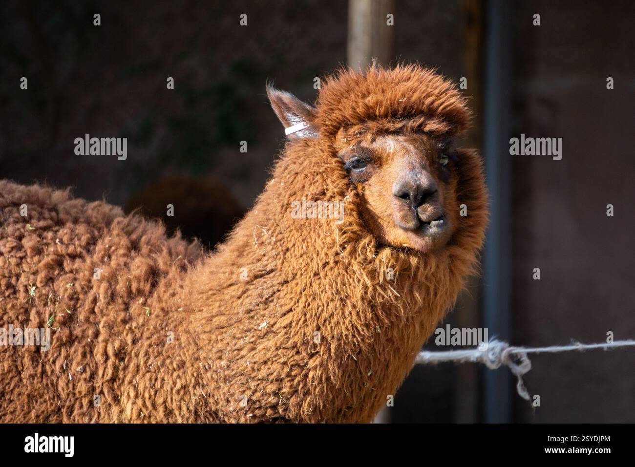 Ritratto ravvicinato di una testa di alpaca che mostra pellicce dettagliate e occhi espressivi scattati nella splendida Perù Foto Stock