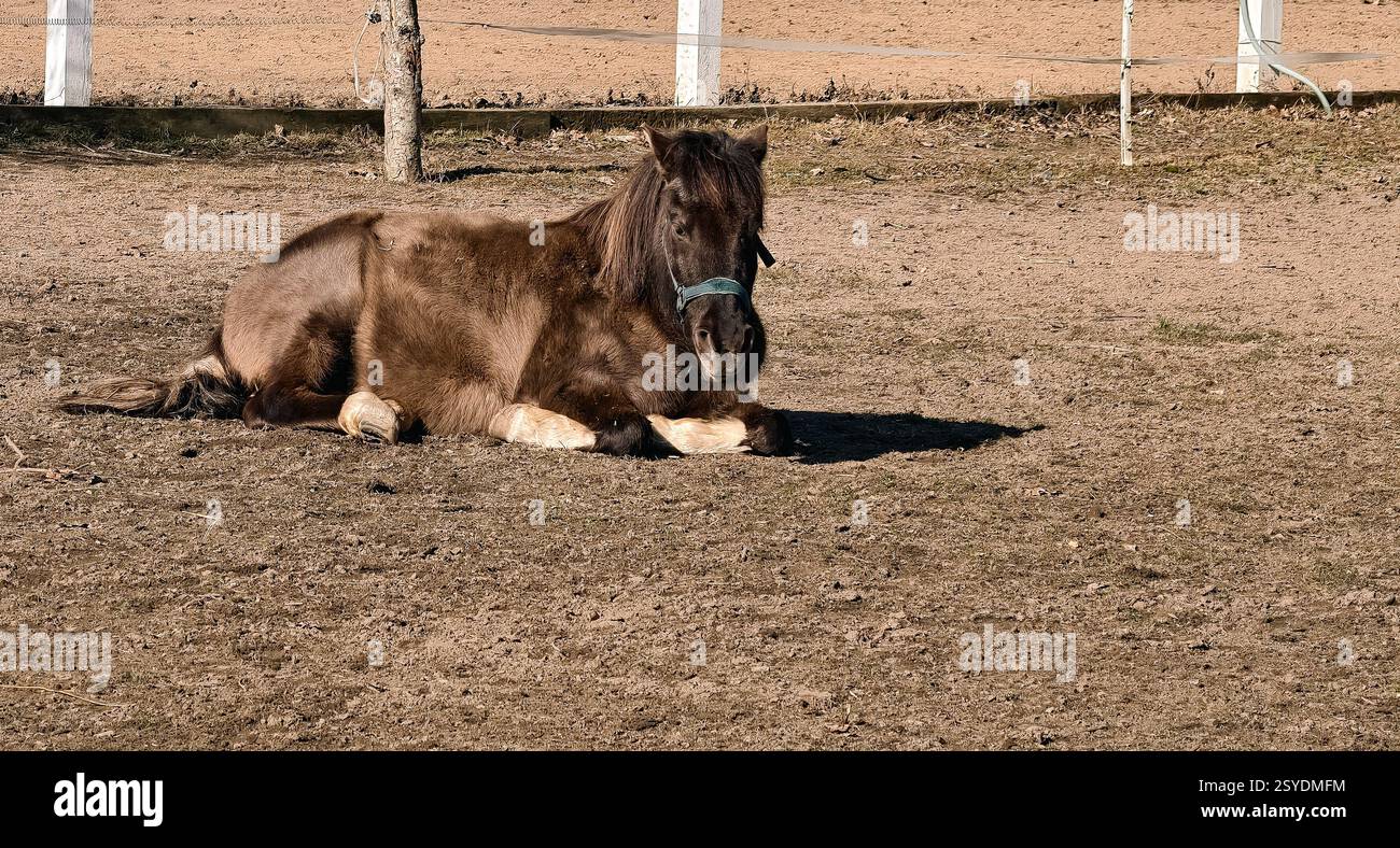 Cavallo steso a terra in un paddock di una fattoria. Il pony Brown decise di sdraiarsi per riposarsi. Foto Stock