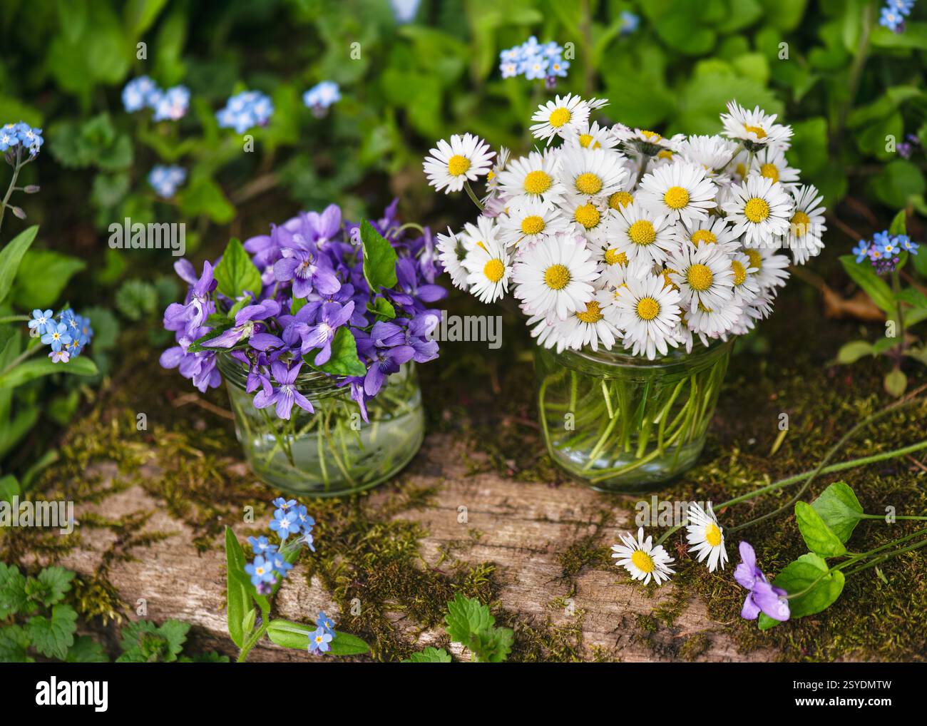Bellissimo bouquet di margherite (Bellis perennis) e fiori di viola dolce (Viola odorata) in bicchieri da barattolo nel giardino del cottage. Foto Stock