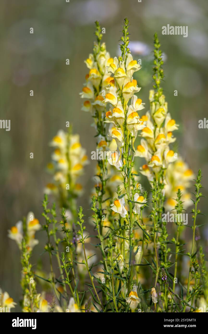 Fiori gialli toadflax comune (linaria vulgaris) che fioriscono sul prato in estate. Foto Stock