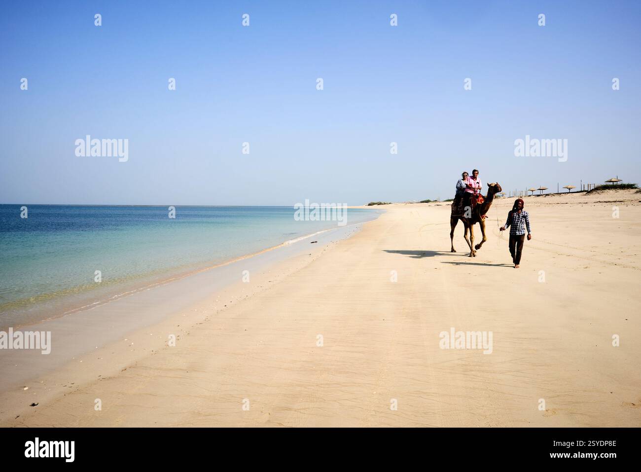 Una coppia a dorso di cammello sulla spiaggia di Shivrajpur, vicino a Dwarka, Gujarat, India Foto Stock