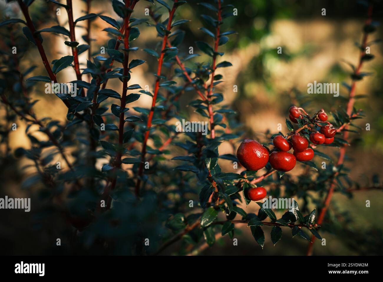 Bacche di Gaultheria Mucronata al sole d'inverno Foto Stock