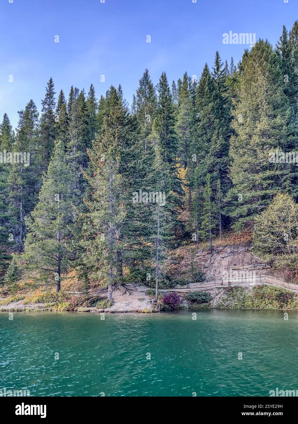 Una vista panoramica di una riva boscosa con alti pini verdi. L'acqua limpida riflette il paesaggio circostante. Un percorso sterrato e una ringhiera in legno - Immagine stock catturata con smartphone