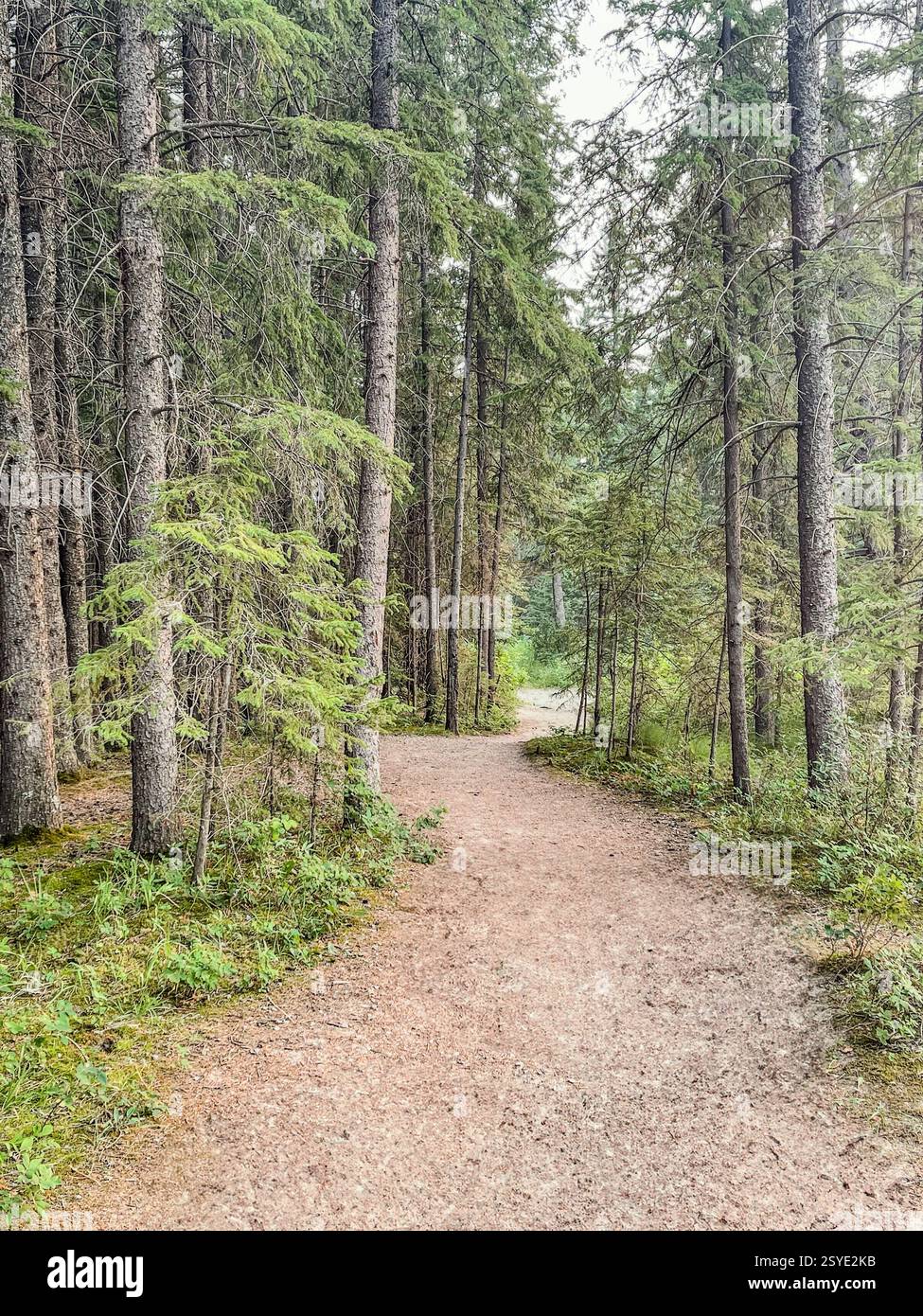 Uno stretto sentiero sterrato si snoda attraverso una fitta pineta con alberi alti e fogliame verde. Un ambiente tranquillo ideale per escursioni, passeggiate nella natura e all'aperto - Immagine stock catturata con smartphone