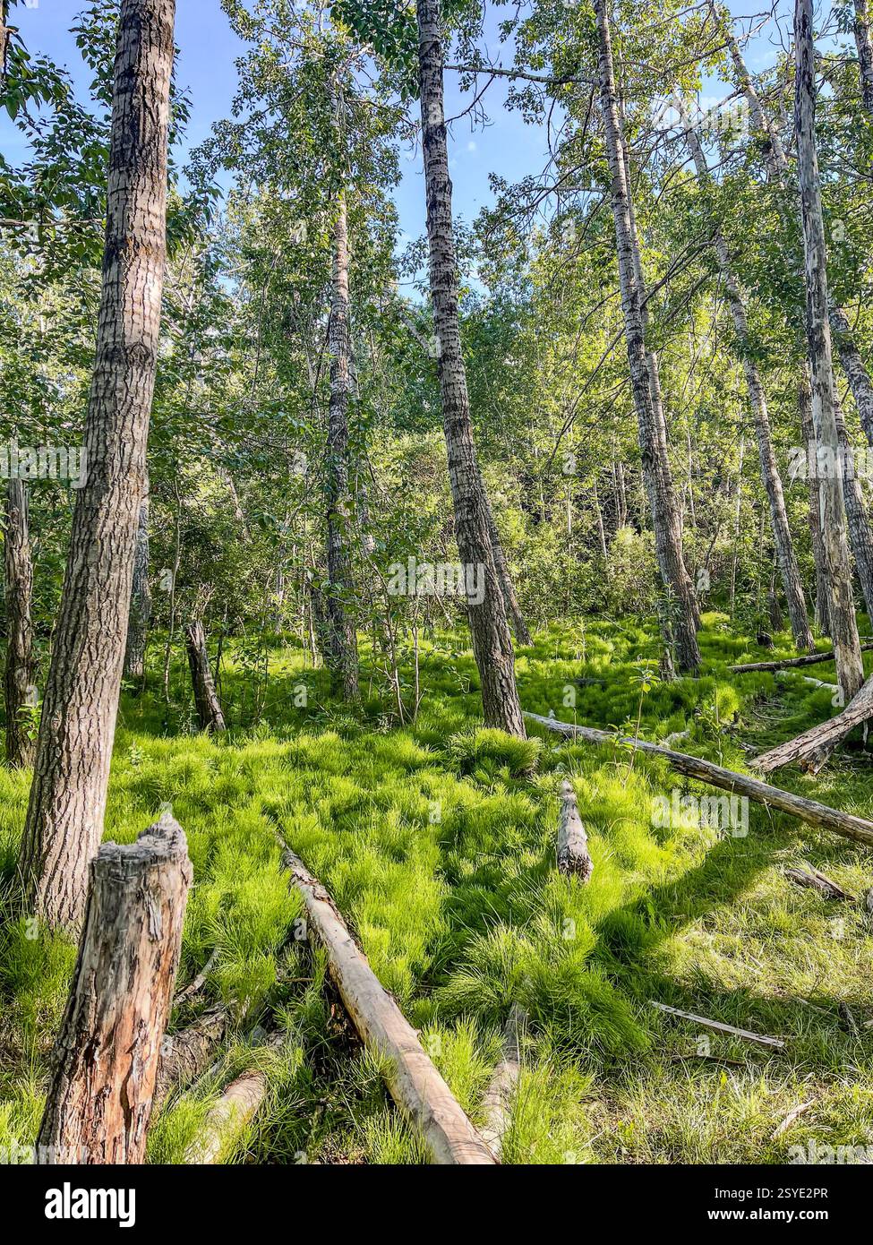 Una fitta foresta con alberi alti, tronchi caduti ed erba verde spessa che ricoprono il terreno della foresta. La luce del sole filtra attraverso il tettuccio, creando un Foto Stock