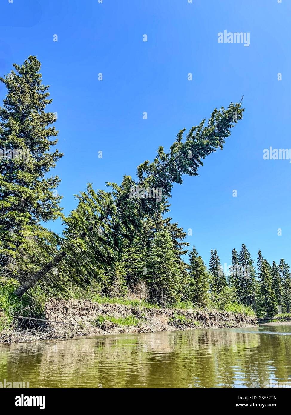 Un alto albero sempreverde si appoggia ad un angolo su una sponda del fiume, circondato da una vegetazione lussureggiante. Il cielo azzurro e limpido contrasta con la foresta verde profonda lungo la strada Foto Stock