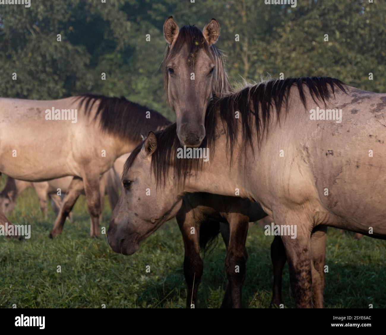 Cavallo che riposa o abbraccia un altro cavallo Foto Stock
