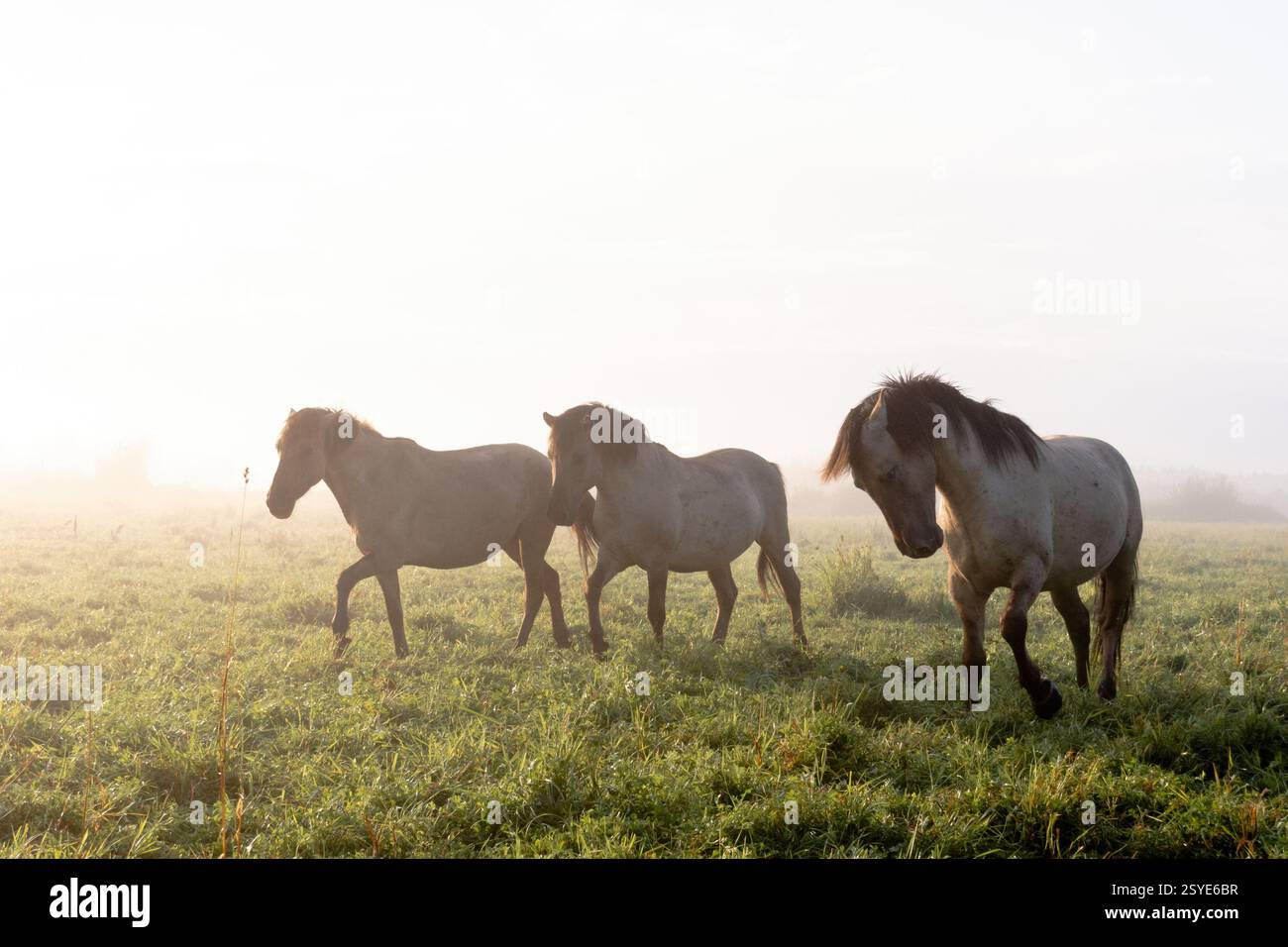 Tre cavalli all'alba in nebbia Foto Stock