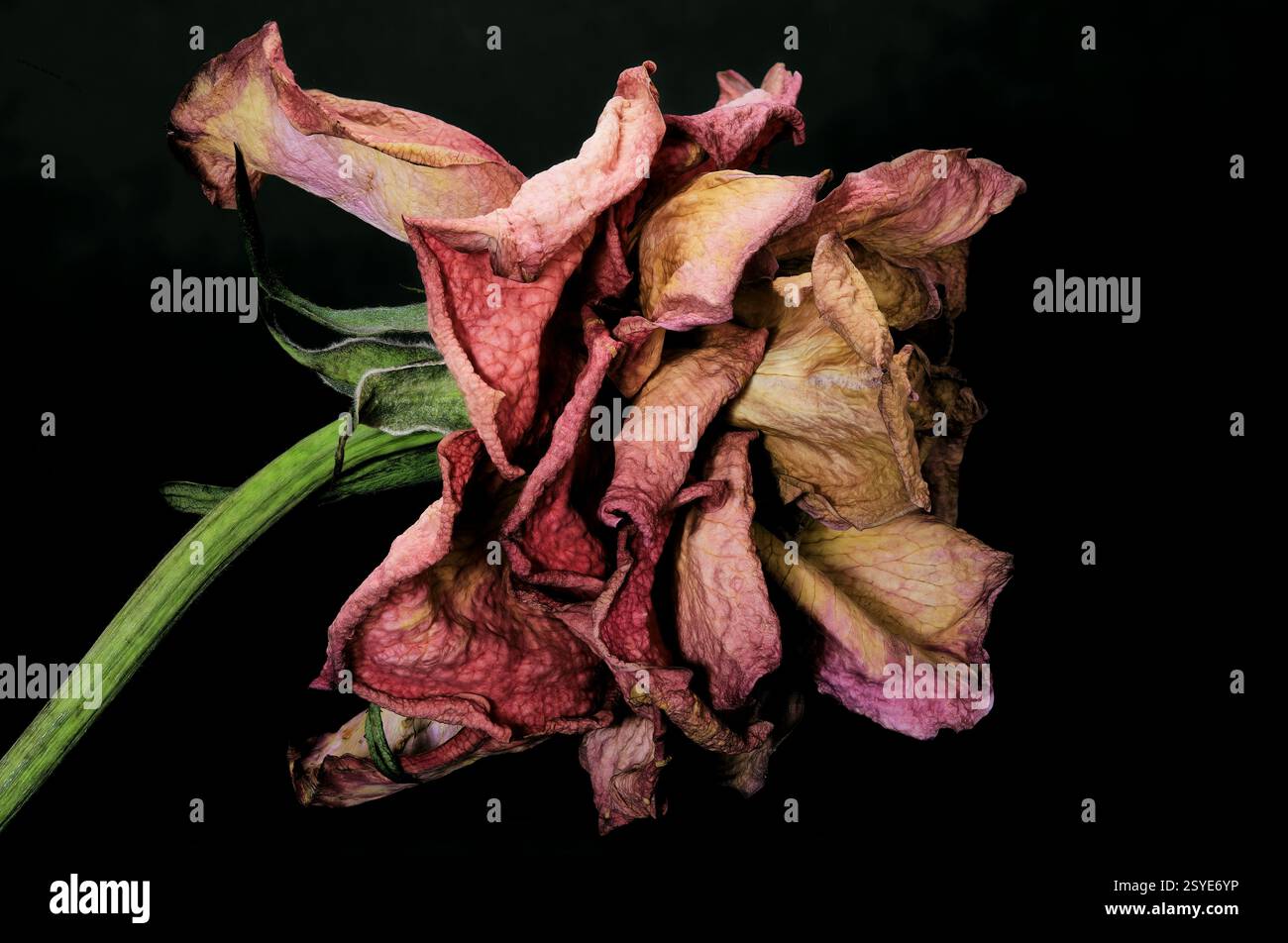 Gloria sbiadita n. 2 - fiore sbiadito su sfondo nero Foto Stock