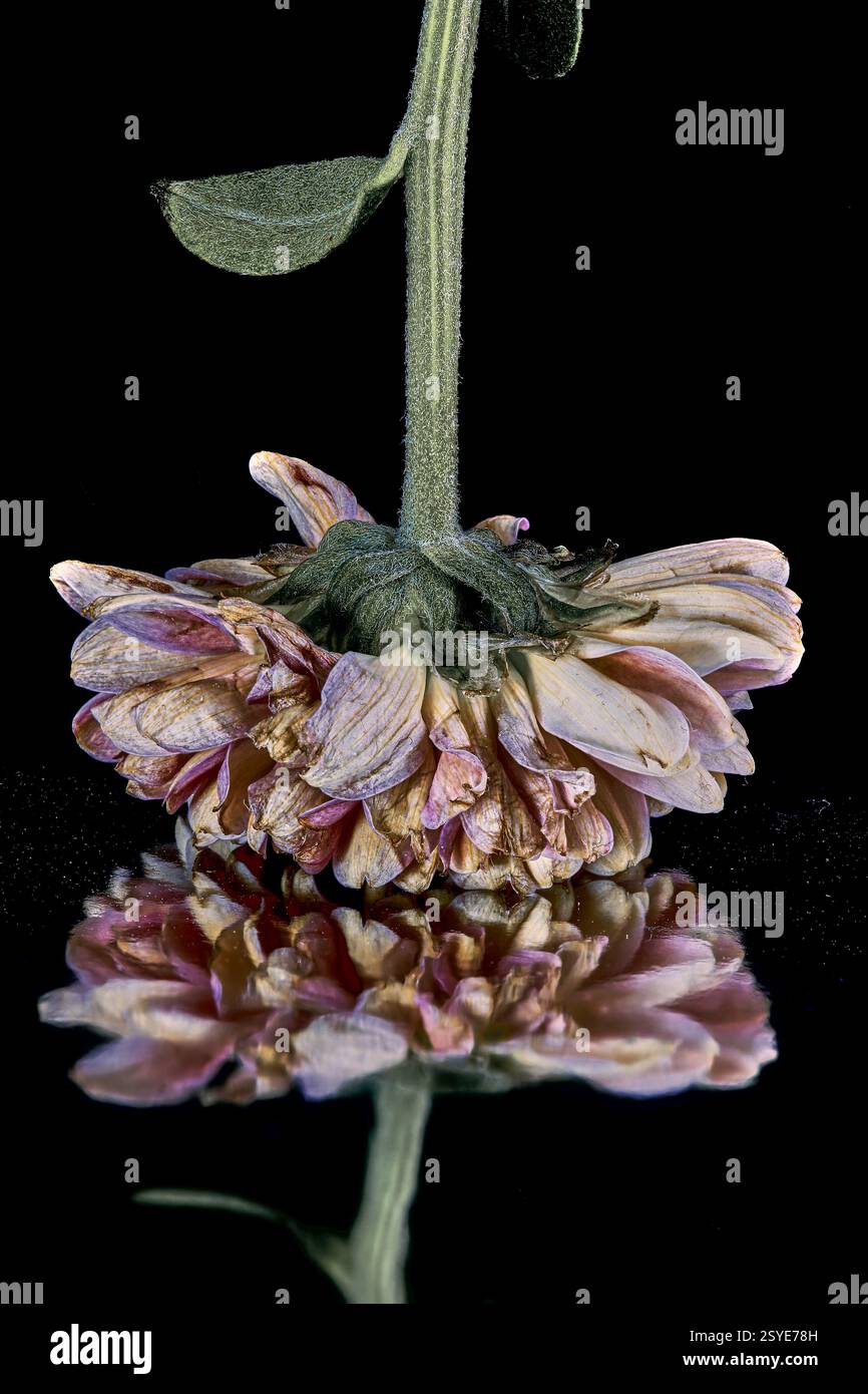 Gloria sbiadita n. 1- fiore capovolto con riflesso sotto, su sfondo nero Foto Stock