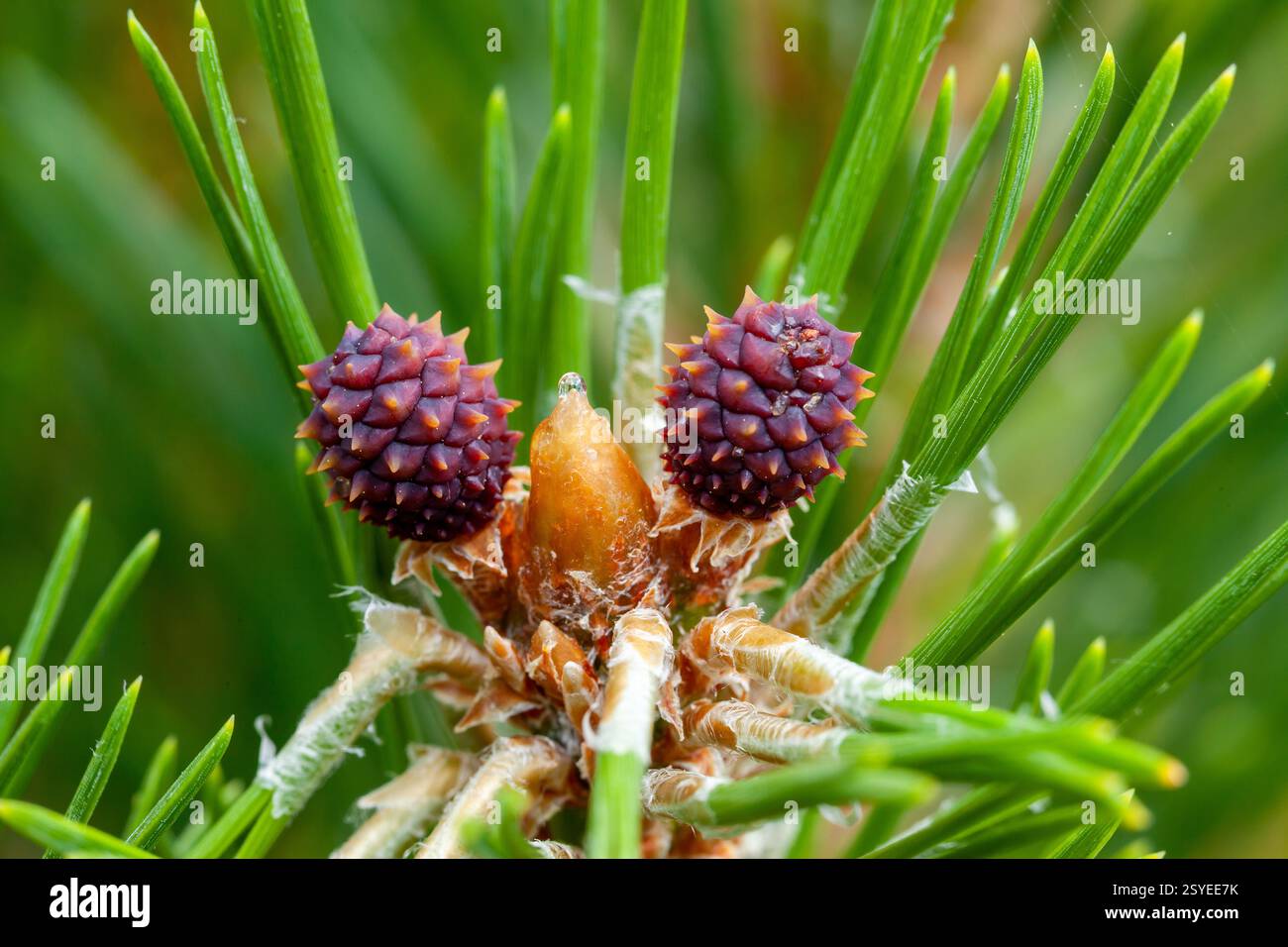 Coni di pino piccoli che crescono su un abete in primavera in Inghilterra con aghi di pino Foto Stock