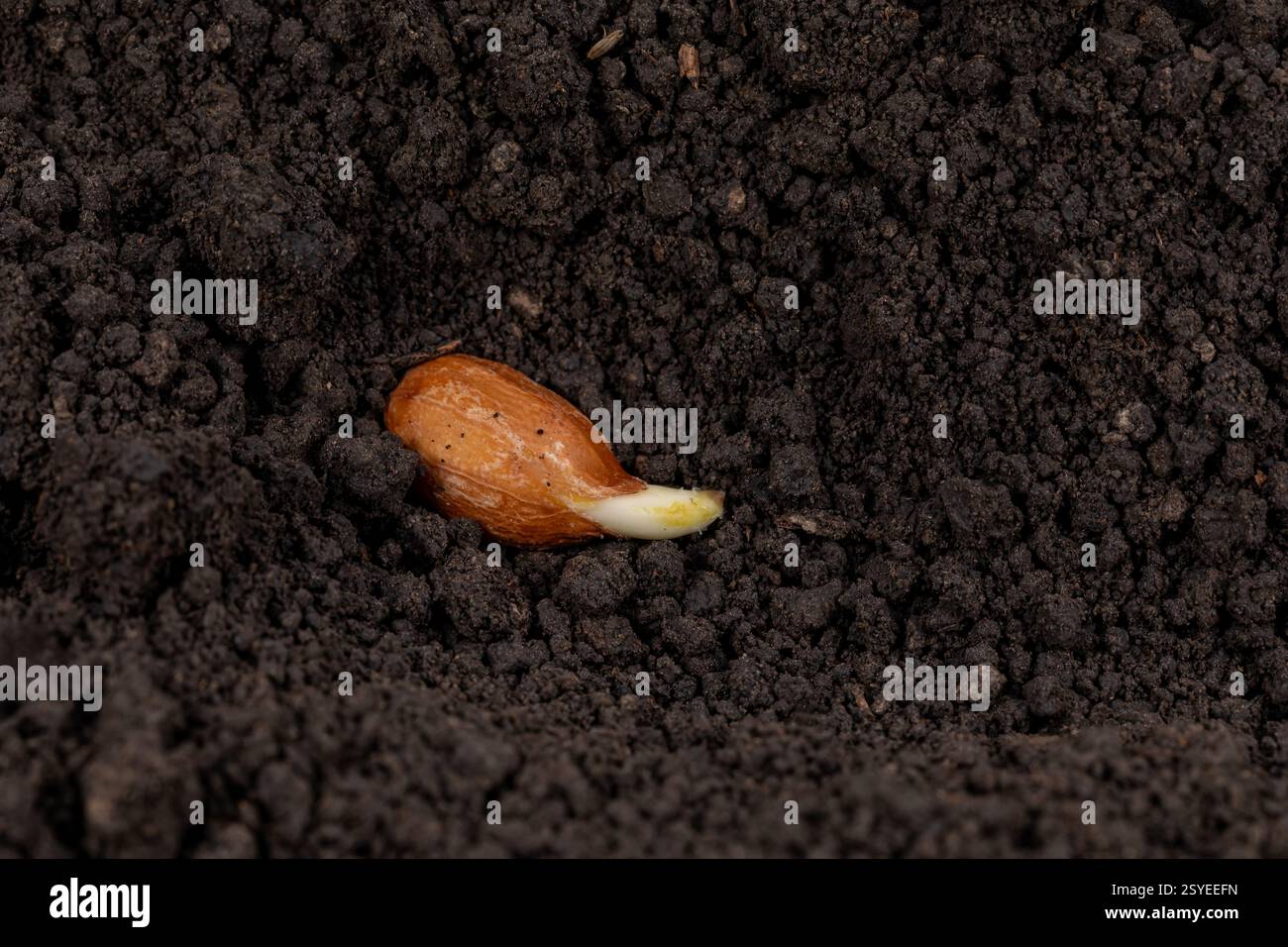 Primo piano della germinazione dei semi di arachidi nel suolo. Agricoltura, agronomia e concetto di agricoltura. Foto Stock