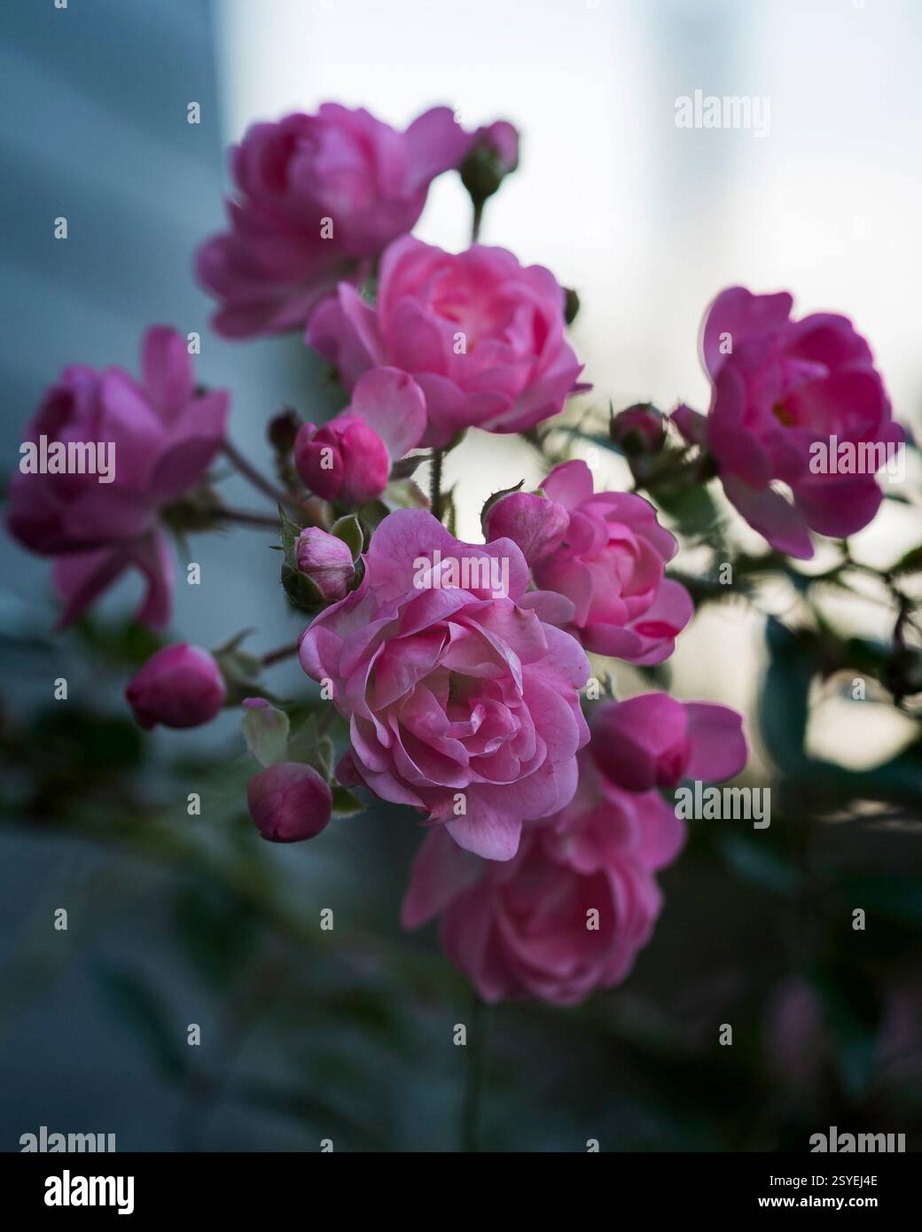 Fiori in Macro - Una vista ravvicinata della natura Foto Stock