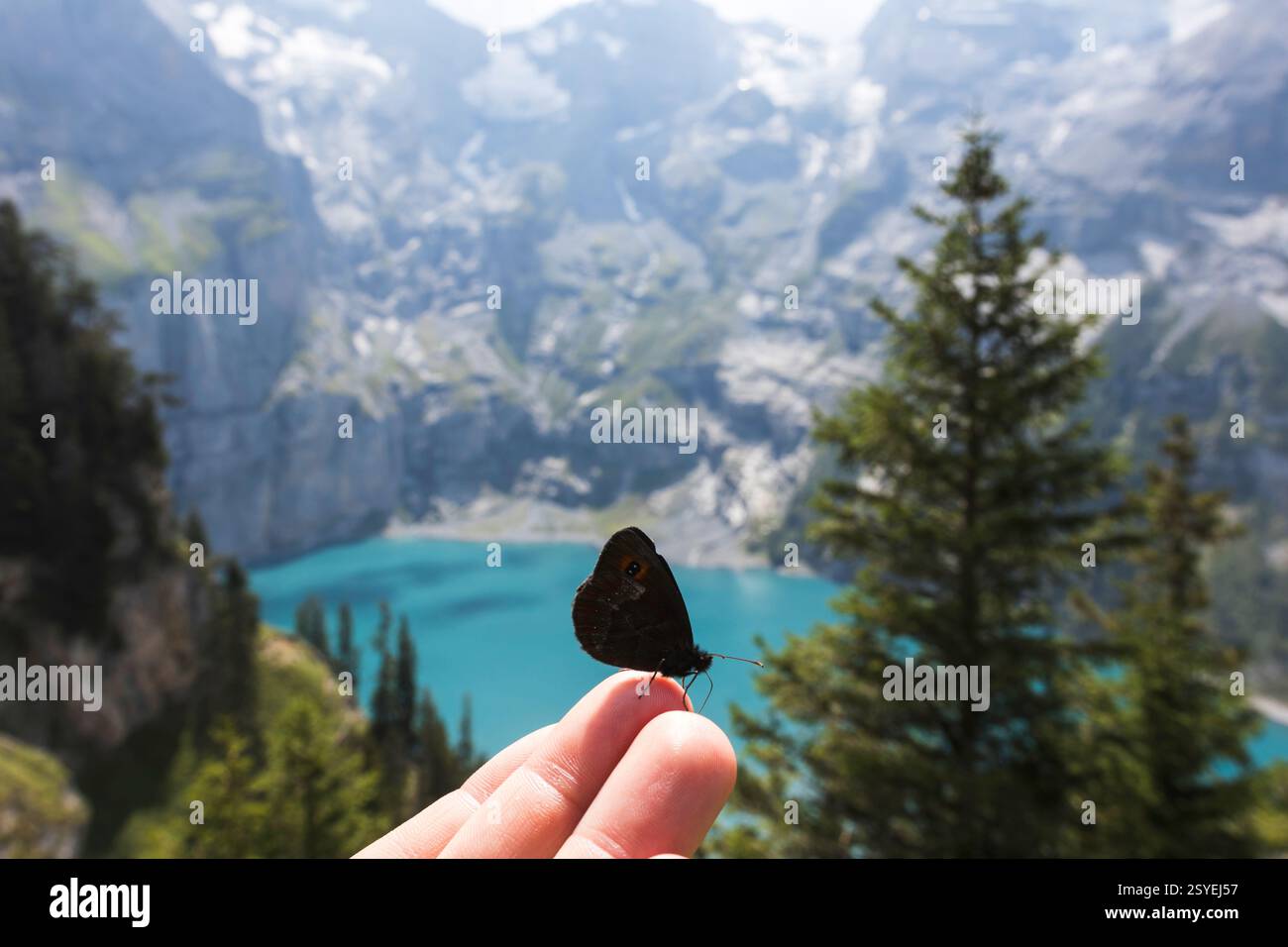 Farfalla sul dito al lago Oeschinen: Un incontro tranquillo con la natura Foto Stock