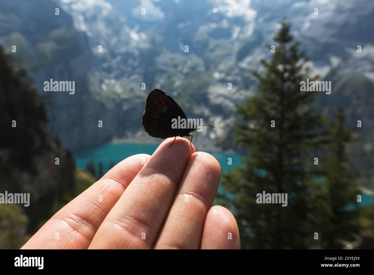 Farfalla sul dito al lago Oeschinen: Un incontro tranquillo con la natura Foto Stock