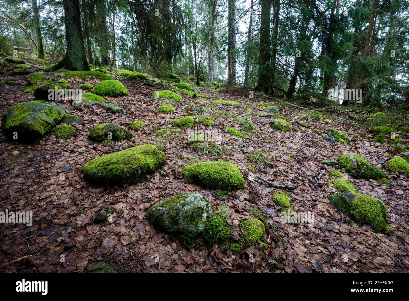 Muschio verde sulle rocce nella foresta di Årvoldtangen vicino al lago Vansjø, Moss kommune, Østfold, Norvegia, Scandinavia. Foto Stock