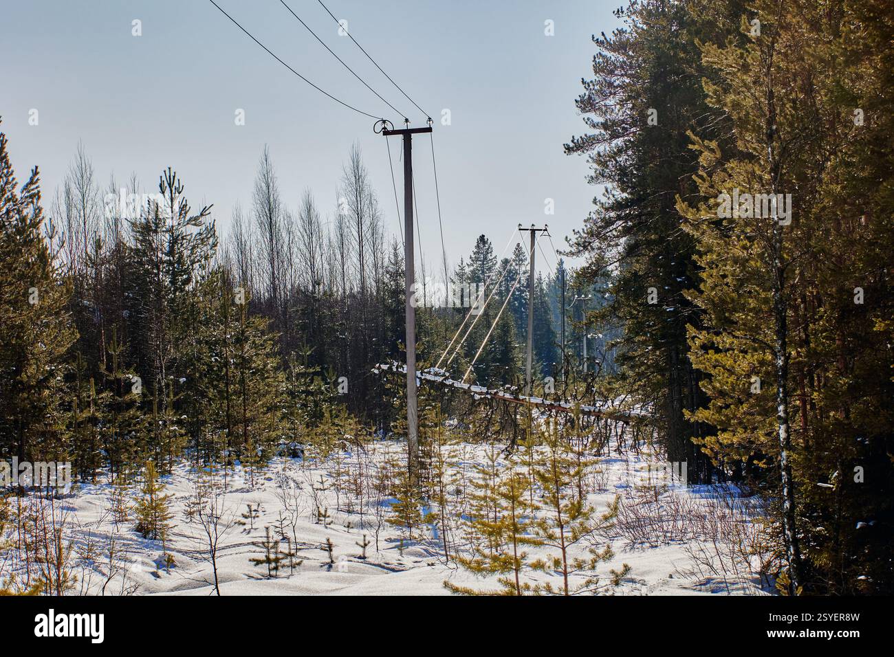 Potenziale di corrente di terra contatti ad albero significativi linea di trasmissione aerea che creano un rischio elettrico diffuso cavo di alimentazione compromesso tenersi a distanza Foto Stock
